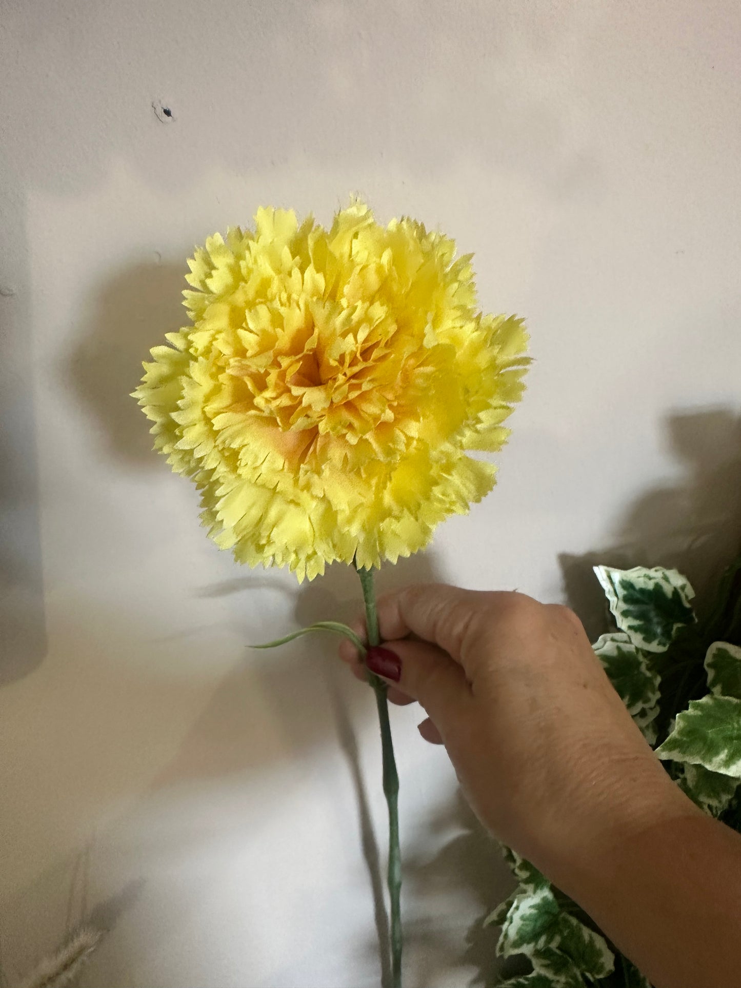 Carnation Stem
