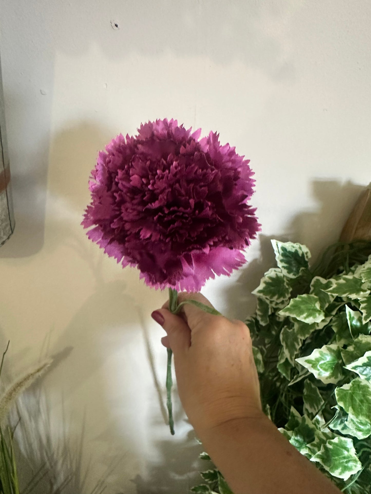 Carnation Stem