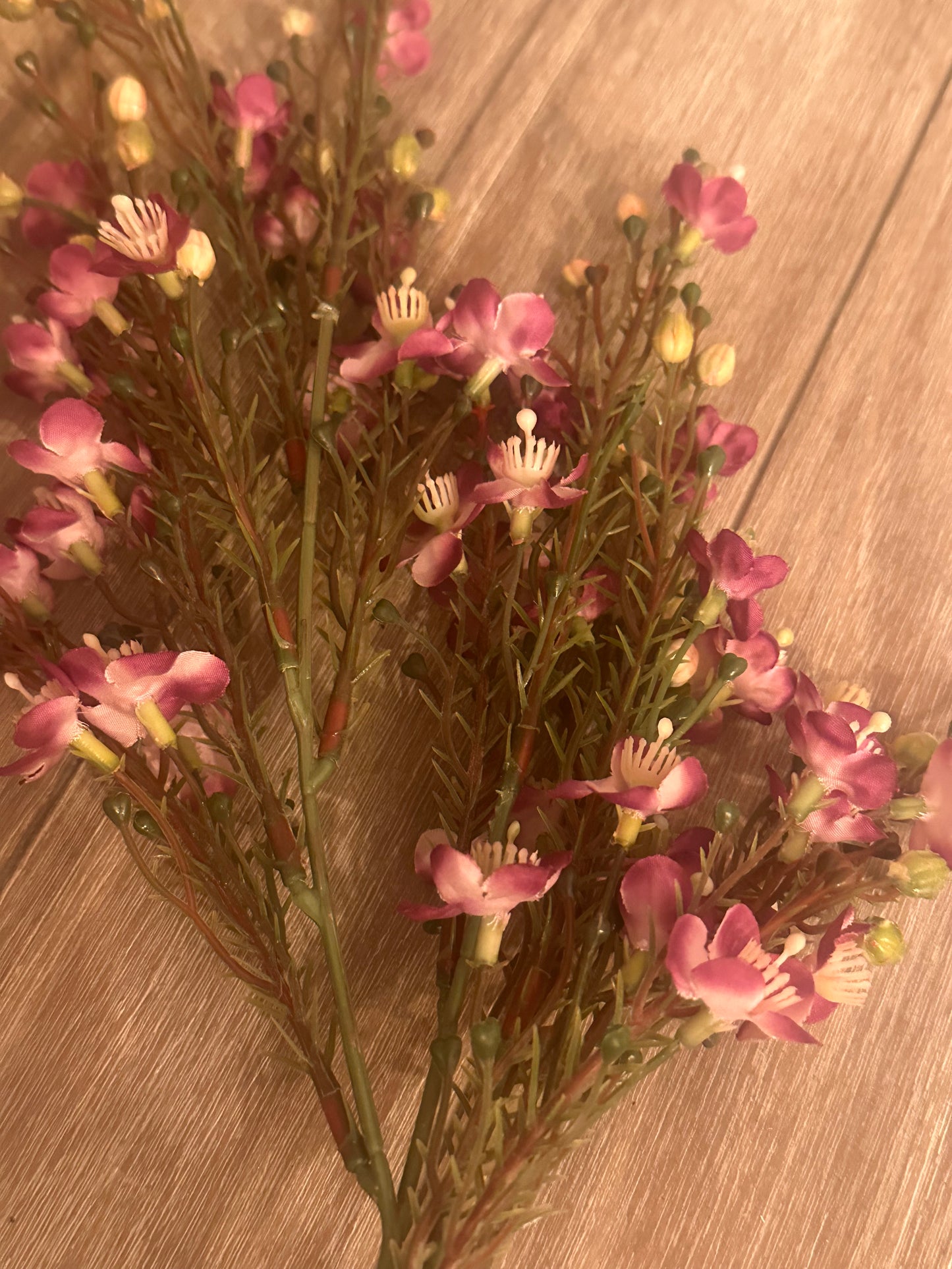 Waxflower Chamelaucium Spray Purple