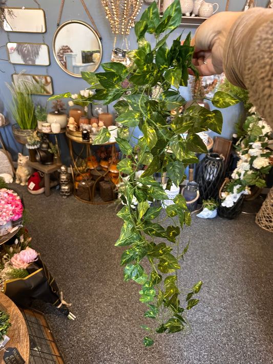 Trailing Green Pothos 60cm