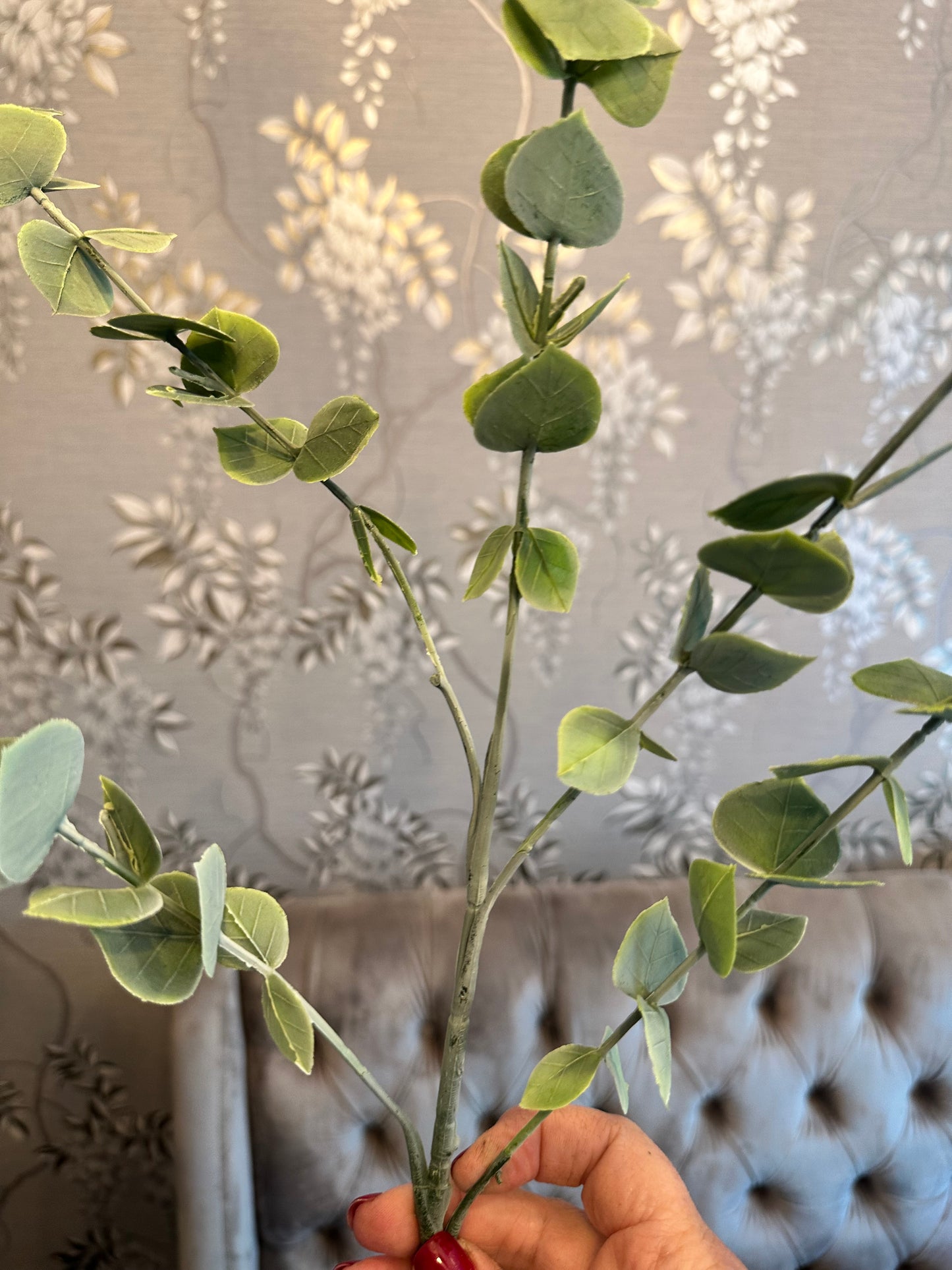 Tall Stemmed Spiky Eucalyptus