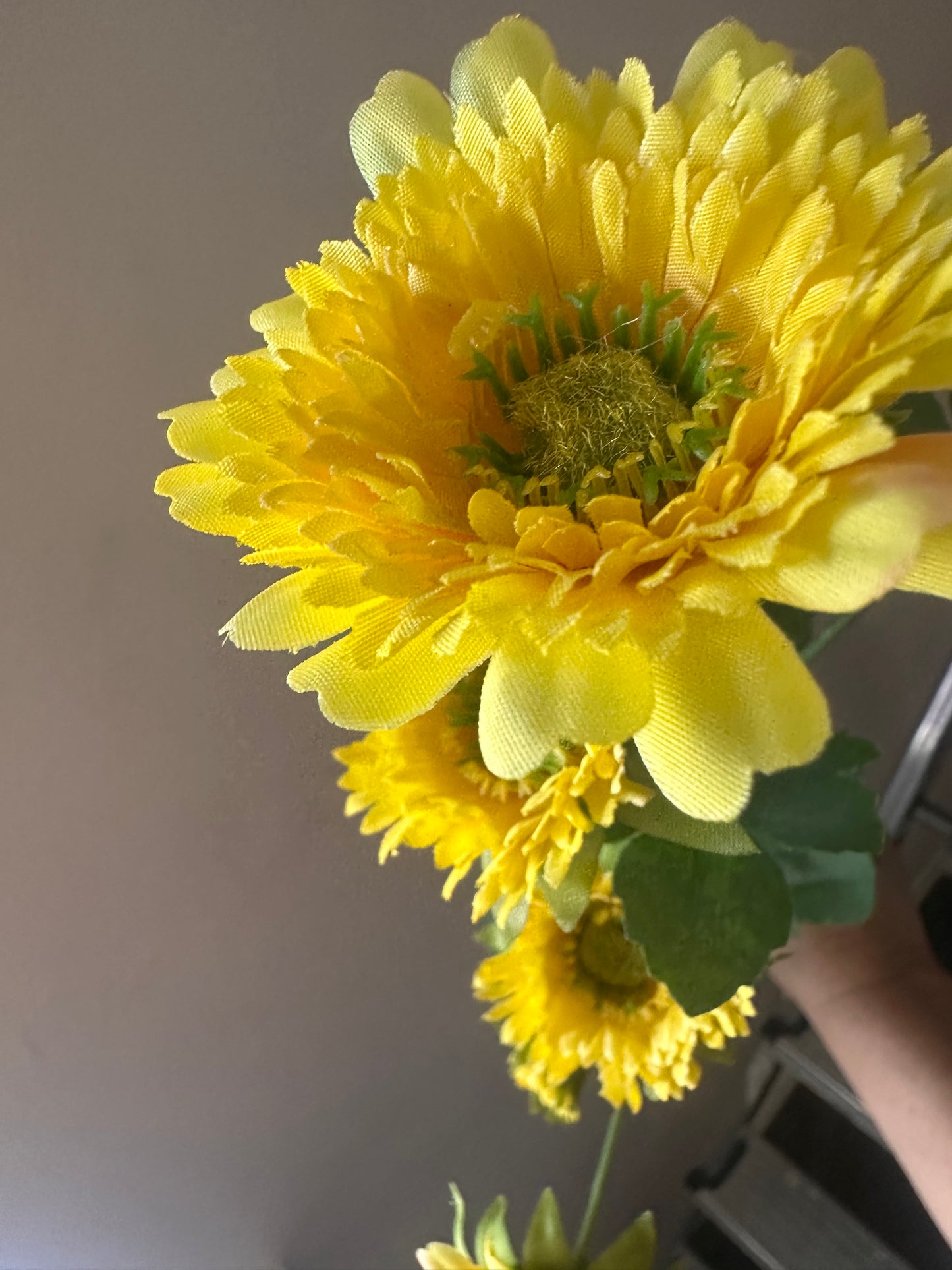 Wild Gerbera Spray Choice of 2 Colours