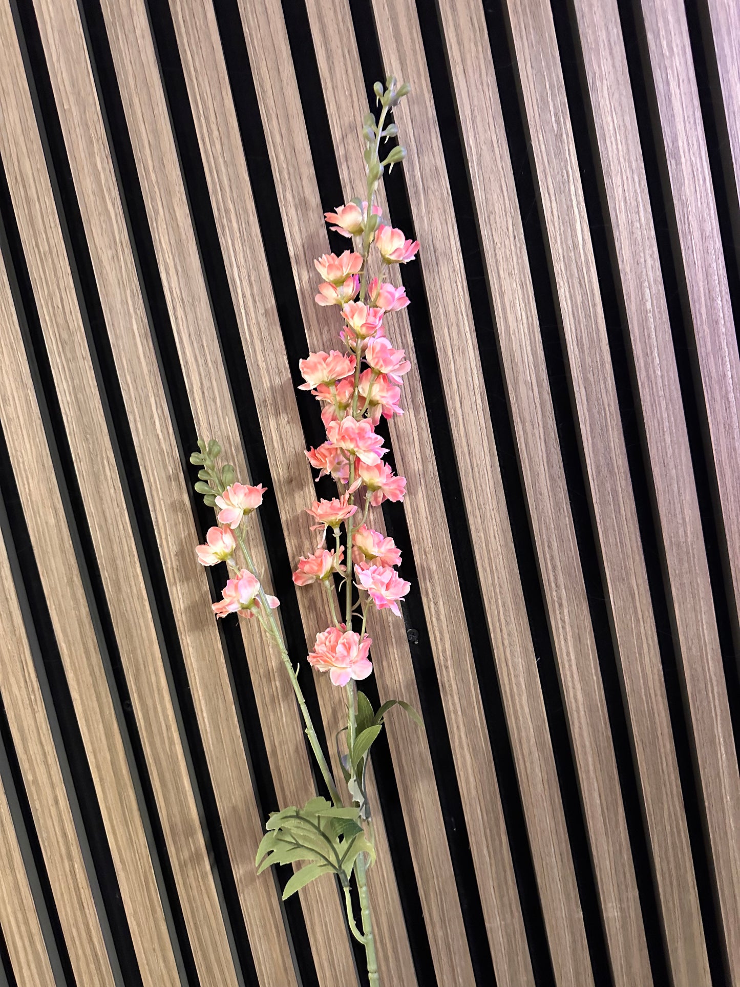 Two Stemmed Stock Delphinium- Two Colours