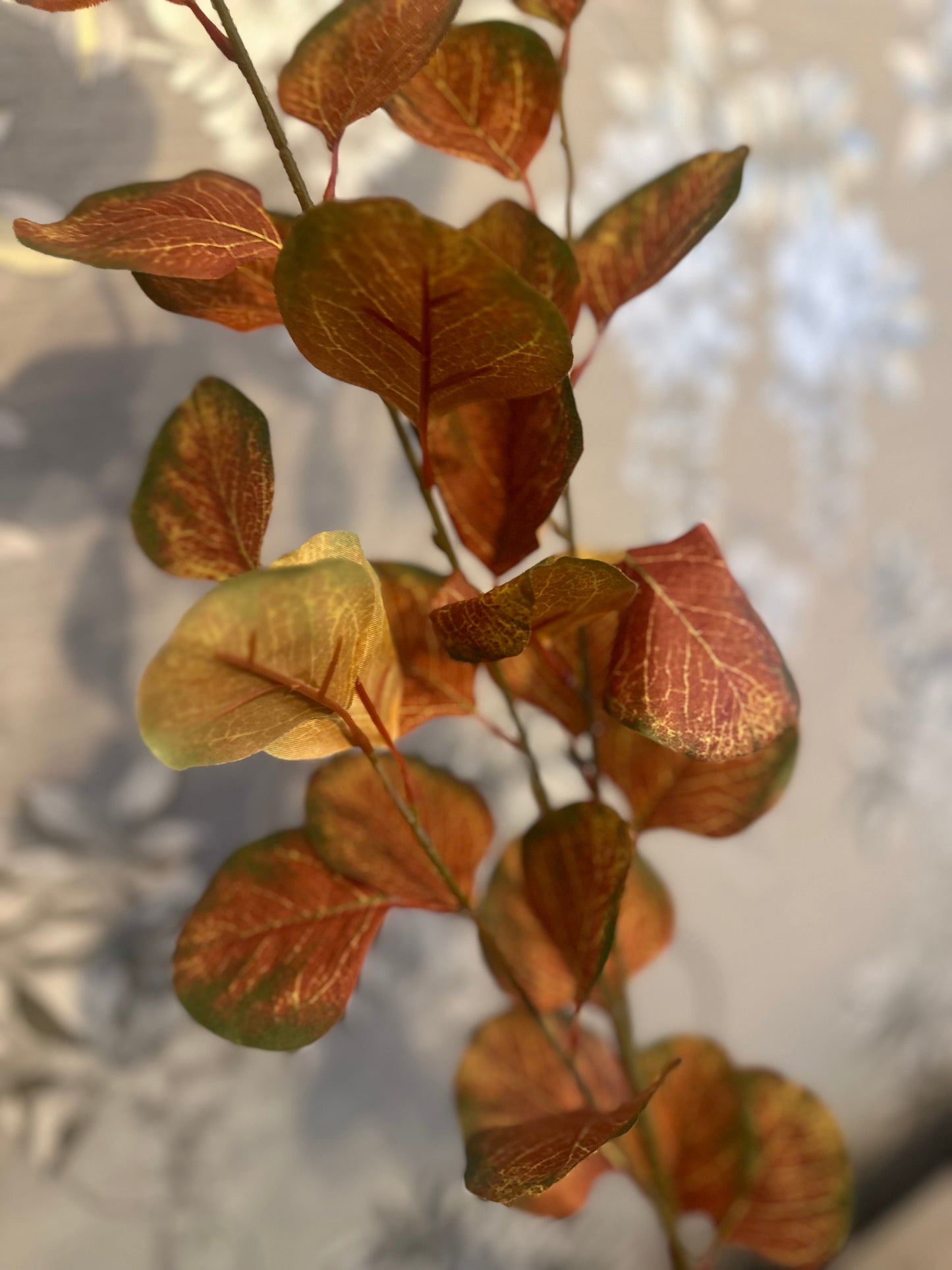 Silver Dollar Eucalyptus Stem