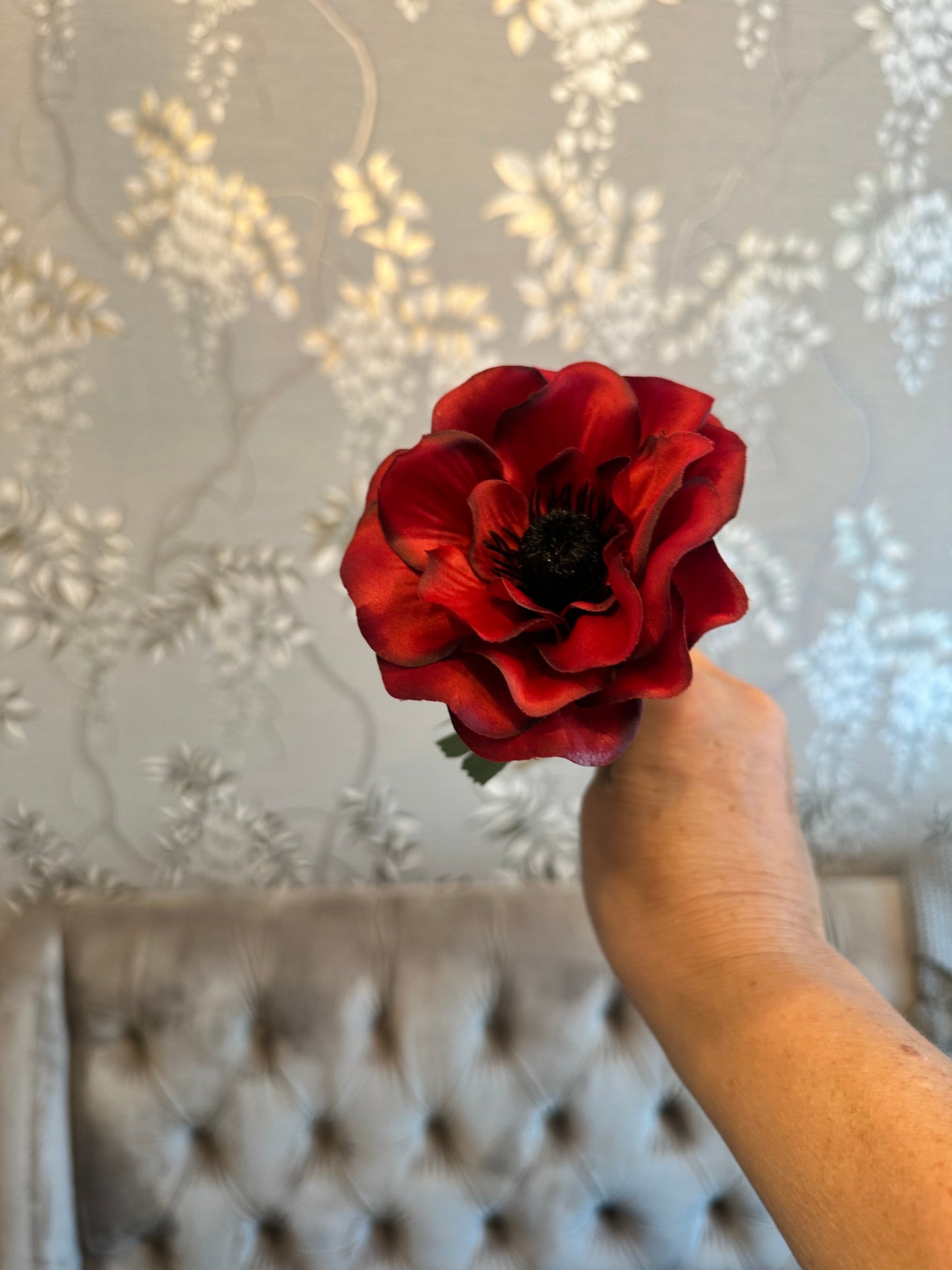 Anemone Red Stem
