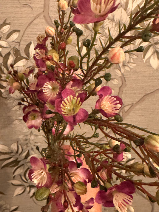 Waxflower Chamelaucium Spray Purple