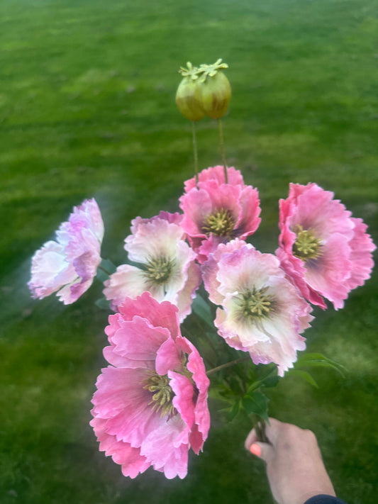 Faux Poppy Stem - Choice of Two Colours