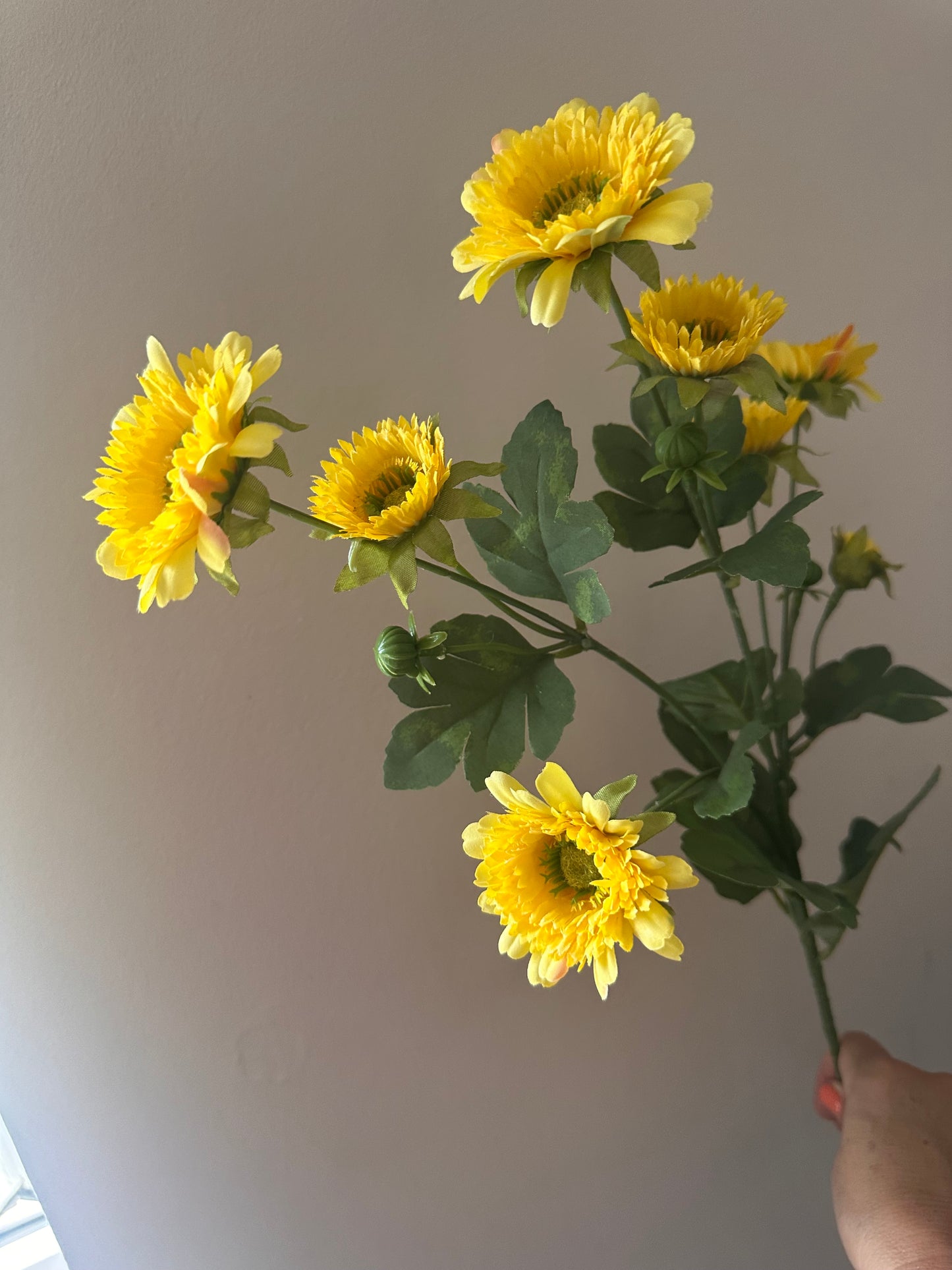 Wild Gerbera Spray Choice of 2 Colours